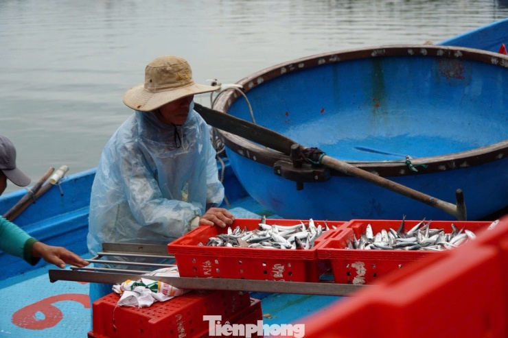 Giáp Tết, ngư dân Quảng Ngãi trúng đậm cá ngừ đại dương - 22