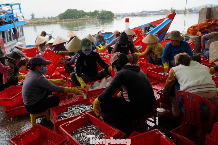 Giáp Tết, ngư dân Quảng Ngãi trúng đậm cá ngừ đại dương - 21