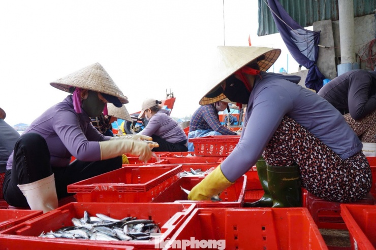 Quảng Ngãi hiện có gần 5.200 tàu cá, là một trong những địa phương sở hữu đội tàu khai thác hải sản hùng hậu của cả nước. Ngư dân nơi đây dày dạn kinh nghiệm vươn khơi tại các ngư trường Hoàng Sa, Trường Sa. Mỗi chuyến biển thắng lợi không chỉ góp phần phát triển kinh tế gia đình mà còn khẳng định sự hiện diện bền bỉ của ngư dân trên các vùng biển truyền thống.