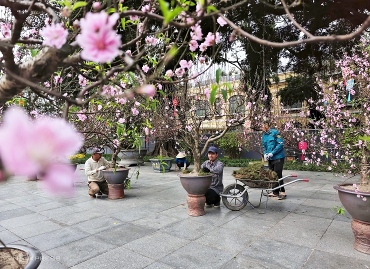 Xung quanh vườn hoa và sân trước tượng đài Lý Thái Tổ đặt hàng trăm chậu đào đường kính gốc 10 cm, tạo thế bonsai.