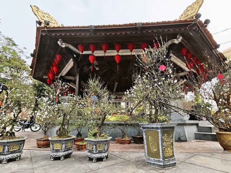 300 gốc đào cổ hội tụ ở vườn hoa Lý Thái Tổ - 5