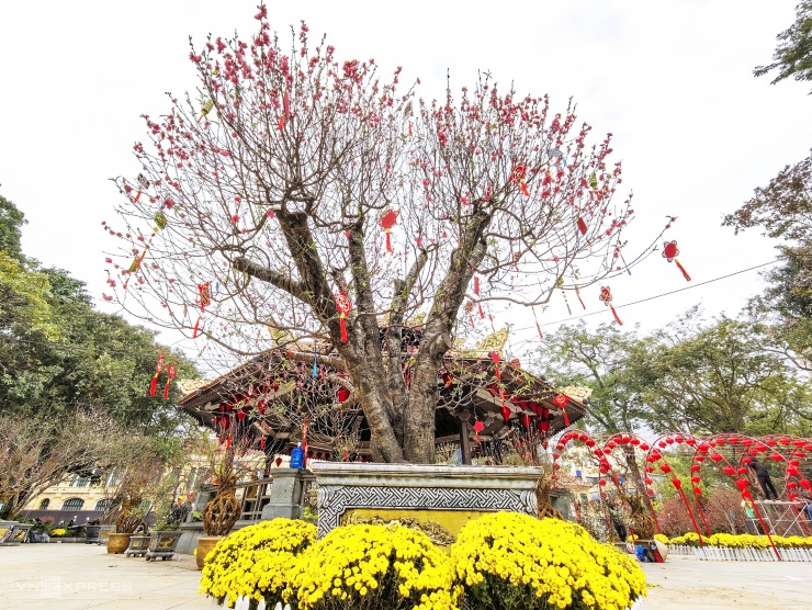 Nhà bát giác được trang hoàng hàng trăm đèn lồng đỏ bên cạnh hơn 300 gốc đào cổ và đào nghệ thuật sưu tầm từ nhiều tỉnh phía Bắc.