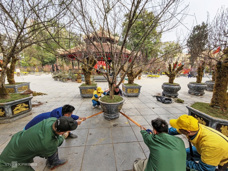 300 gốc đào cổ hội tụ ở vườn hoa Lý Thái Tổ - 8