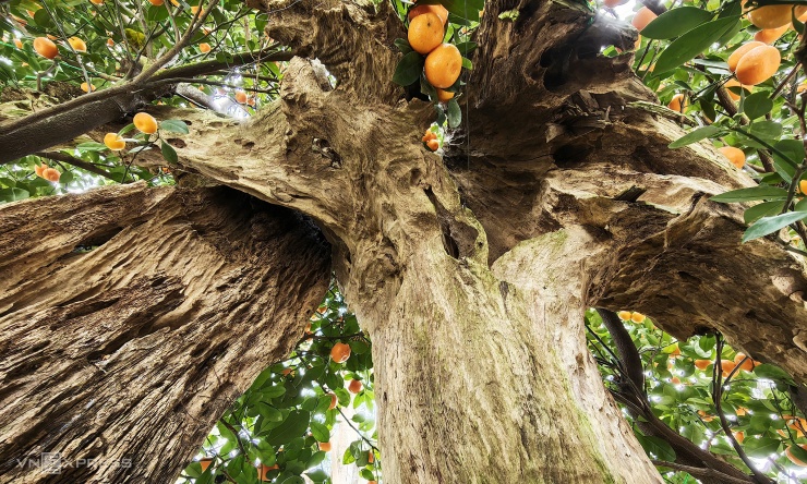 Khu trưng bày quất cổ có ba cây cao hơn 4 m, dựng khung gỗ lũa, được nghệ nhân tuyển chọn, tạo hình suốt ba năm. Mỗi tán, thế cây mang ý nghĩa sum vầy, tài lộc.
