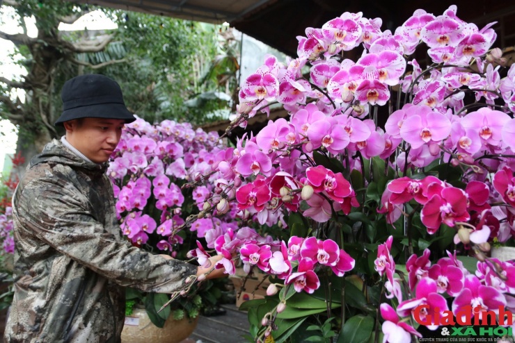 Theo các thợ lành nghề, uốn dáng và đi màu là công đoạn khó nhất, quyết định giá trị nghệ thuật của mỗi chậu lan chơi Tết.