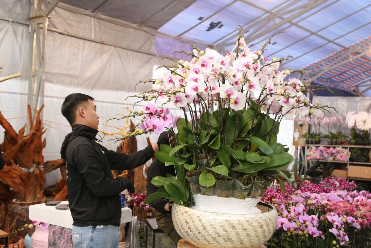 Thợ cắm hoa lan làm việc gần như không nghỉ, nhiều người chỉ ngủ 4-5 tiếng mỗi ngày trong những ngày cận Tết.