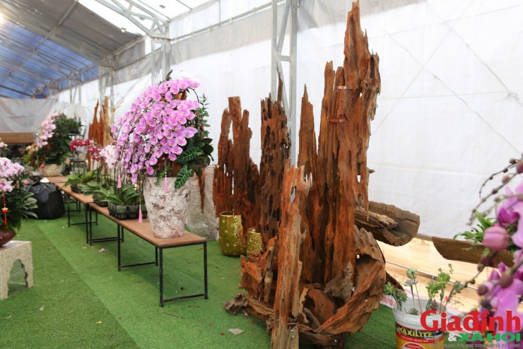 Lan hồ điệp "lên lũa" đòi hỏi tay nghề cao, óc thẩm mỹ và sự sáng tạo, có chậu trị giá lên đến hàng trăm triệu đồng.