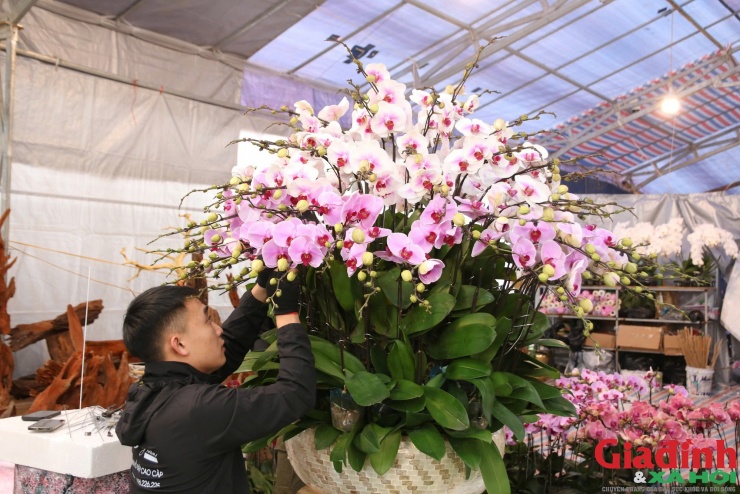 Mỗi chậu lan được chế tác cầu kỳ, mất từ 3-4 giờ, thậm chí hơn nửa ngày để hoàn thiện, từ chọn gỗ lũa đến sắp đặt tiểu cảnh.