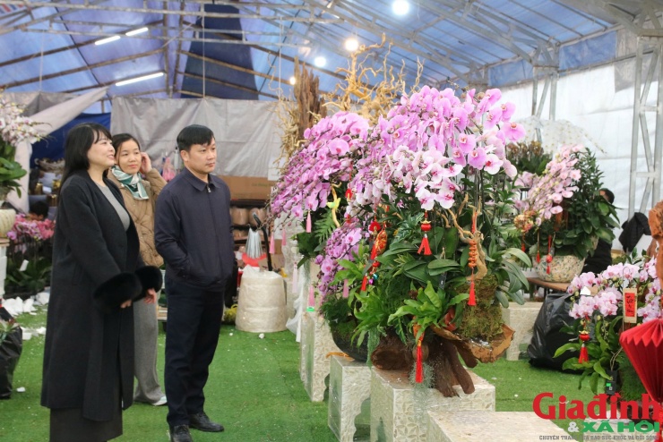 Theo phong thủy, lan hồ điệp tượng trưng cho tài lộc, sung túc, may mắn nên được nhiều gia đình, doanh nghiệp lựa chọn trang trí dịp Tết.