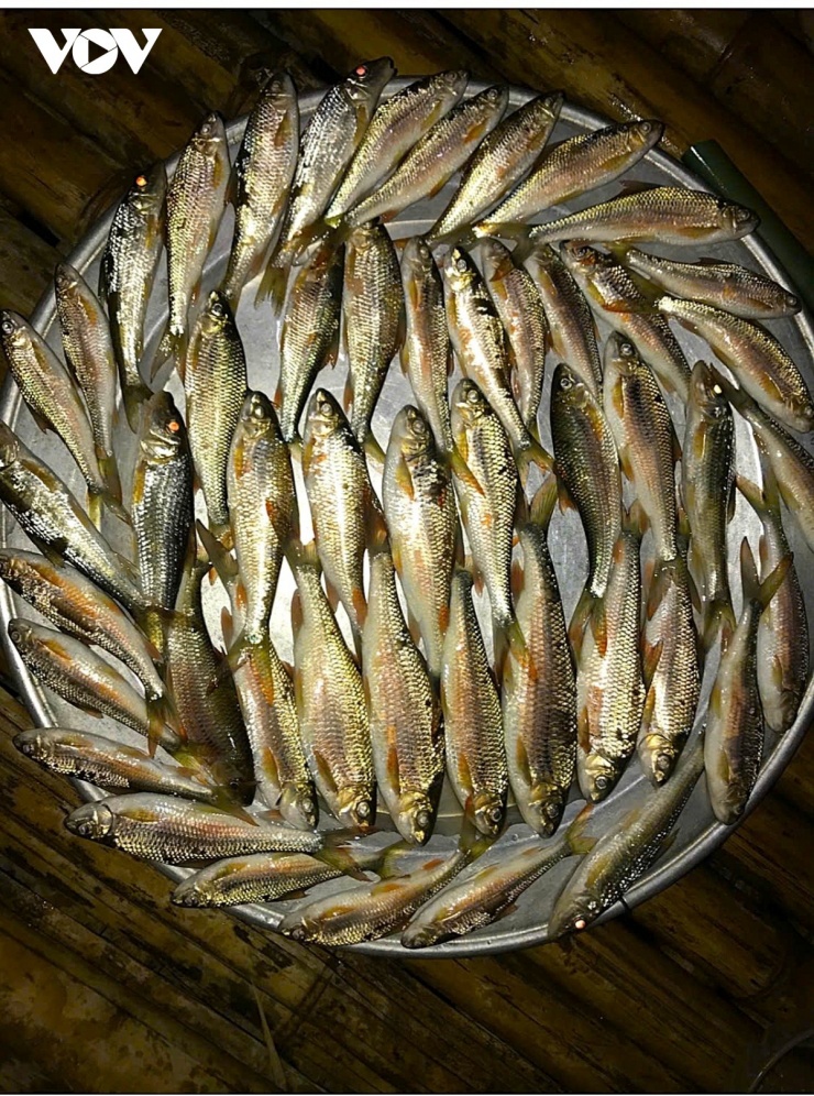 Thành quả của hai cha con anh Vi Văn Giao, trú bản Hạt, xã Yên Na sau hơn 1 giờ bắt cá sáng nay. (Ảnh: Hải Chi).