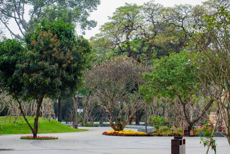 Cây xanh trong công viên được bảo tồn.