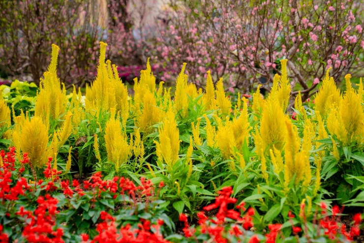 Không gian hoa tổ chức thành 12 tiểu cảnh với Vườn đào Miền Bắc, Vườn quất Miền Trung, Vườn mai Miền Nam, tạo hành trình du xuân ba miền đậm đà bản sắc Tết Việt trong cùng một điểm đến.