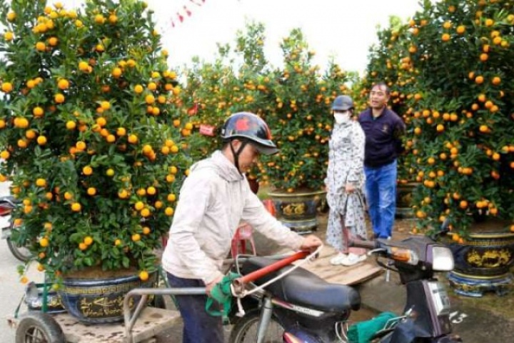 Lao động thời vụ giáp Tết “đắt như tôm tươi”, chở cây thuê thu bạc triệu mỗi ngày