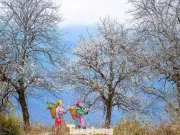 Hoa sơn tra đẹp như cổ tích giữa đất trời Tây Bắc