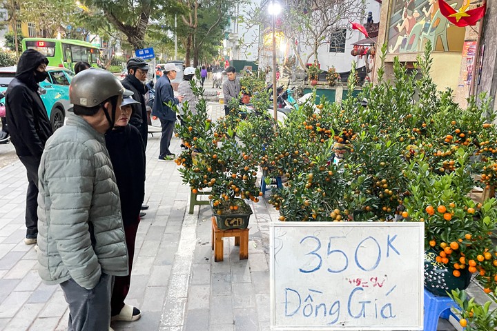 Một tiểu thương treo biển bán đồng giá 350.000 đồng/cây quất trên đường Lạc Long Quân, Hà Nội.
