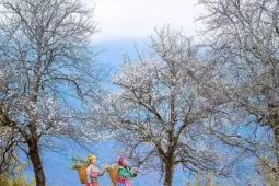 Hoa sơn tra đẹp như cổ tích giữa đất trời Tây Bắc