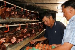 Nuôi gà đẻ kiểu gì mà một ông nguyên là công chức bàn giấy ở An Giang cứ qua 1 ngày là cầm 25 triệu ngon ơ?