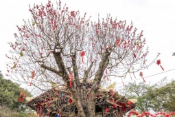 300 gốc đào cổ hội tụ ở vườn hoa Lý Thái Tổ