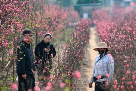 24 tháng Chạp: Đào nở sớm, khách thưa thớt, làng Nhật Tân như... mất Tết