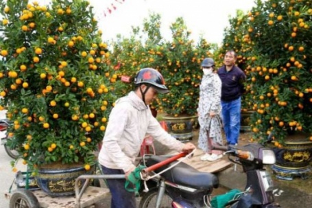 Lao động thời vụ giáp Tết “đắt như tôm tươi”, chở cây thuê thu bạc triệu mỗi ngày