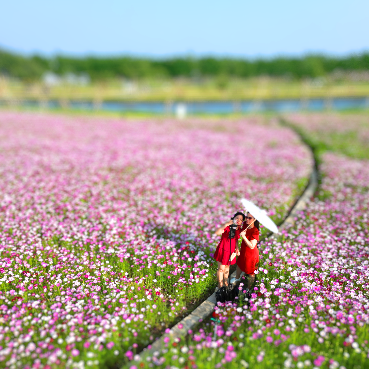 Người dân háo hức check-in tại vườn hoa sao nhái - Đảo Ngũ Phúc, Happy Home Cà Mau.