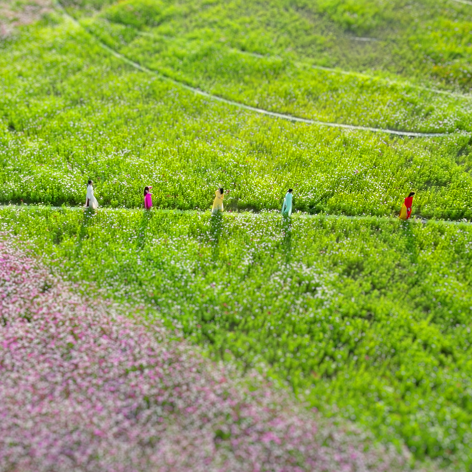 &nbsp;Đồi Hoa Sao rộng hơn 2,5ha rực rỡ sắc màu giữa lòng Happy Home Cà Mau.