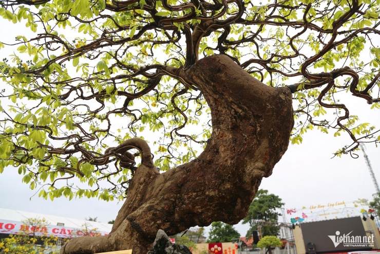 Hình dáng cây vững chãi, tán được uốn cân đối. Ảnh: Phạm Công