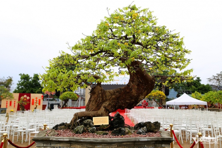 Siêu phẩm “Thiện Phúc Yên Tử" với hình dáng uốn lượn, gốc to đặt chính giữa hội chợ hoa và được chào giá hơn 1 tỷ. Ảnh: Phạm Công