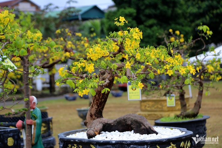 Nhiều cây nhỏ cũng được uốn nắn hình dạng độc đáo và hoa nở dày. Ảnh: Phạm Công