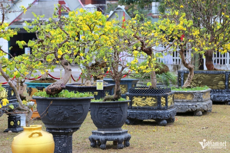 Hàng chục gốc mai vàng Yên Tử quy tụ về thời điểm cận Tết Nguyên đán Bính Ngọ để người dân chiêm ngưỡng. Ảnh: Phạm Công