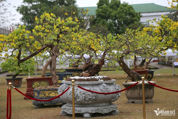 Đa số các cây mai giá trị cao đều có gốc to với nhiều năm được chăm sóc kỳ công. Ảnh: Phạm Công