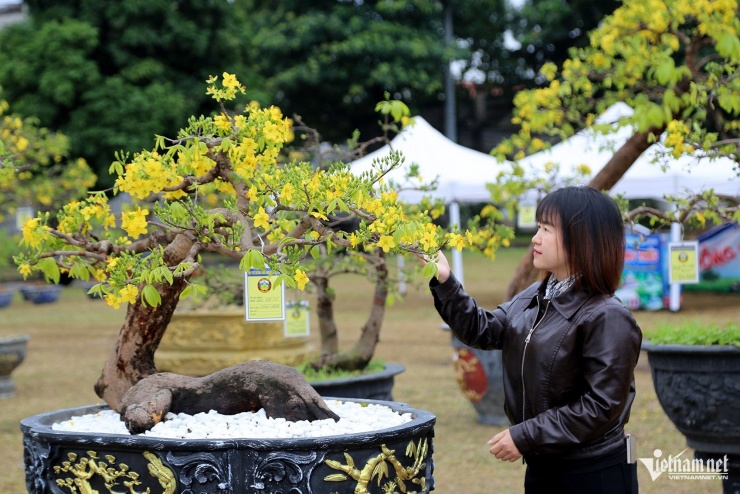 Nhiều người trầm trồ khi chiêm ngưỡng loạt cây mai giá trị cao. Ảnh: Phạm Công