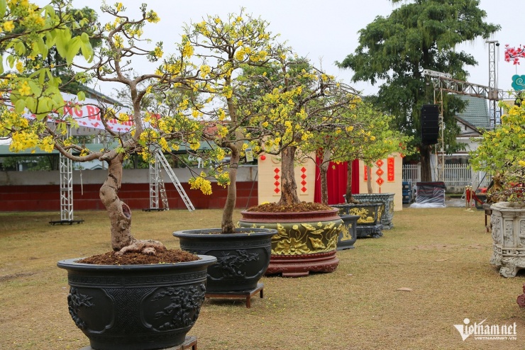 Chiêm ngưỡng chợ mai vàng Yên Tử với những siêu phẩm cây tiền tỷ - 7