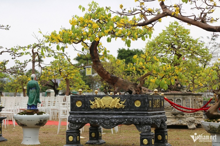 Đa số các cây được nghệ nhân uốn nắn trong thời gian nhiều năm mới ra hình dáng độc đáo. Ảnh: Phạm Công