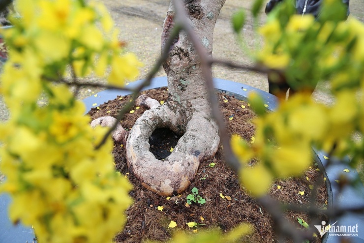 Chiêm ngưỡng chợ mai vàng Yên Tử với những siêu phẩm cây tiền tỷ - 12