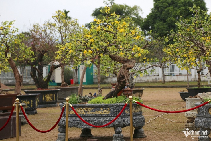 Chiêm ngưỡng chợ mai vàng Yên Tử với những siêu phẩm cây tiền tỷ - 10