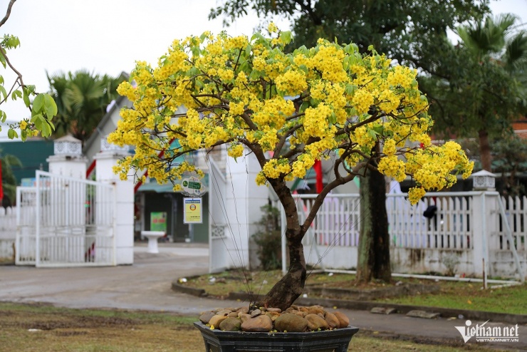 Chiêm ngưỡng chợ mai vàng Yên Tử với những siêu phẩm cây tiền tỷ - 11
