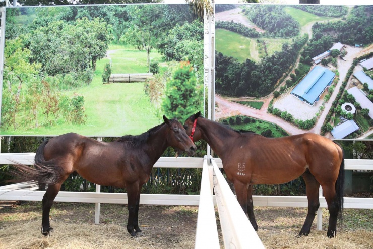 Ngựa đua sẽ tung vó sắt giữa Sài Gòn dịp Tết Bính Ngọ - 3