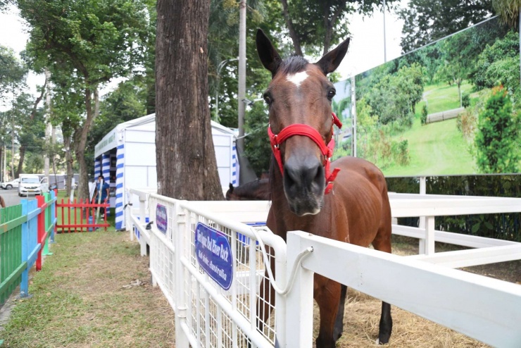 Ngựa đua sẽ tung vó sắt giữa Sài Gòn dịp Tết Bính Ngọ - 7