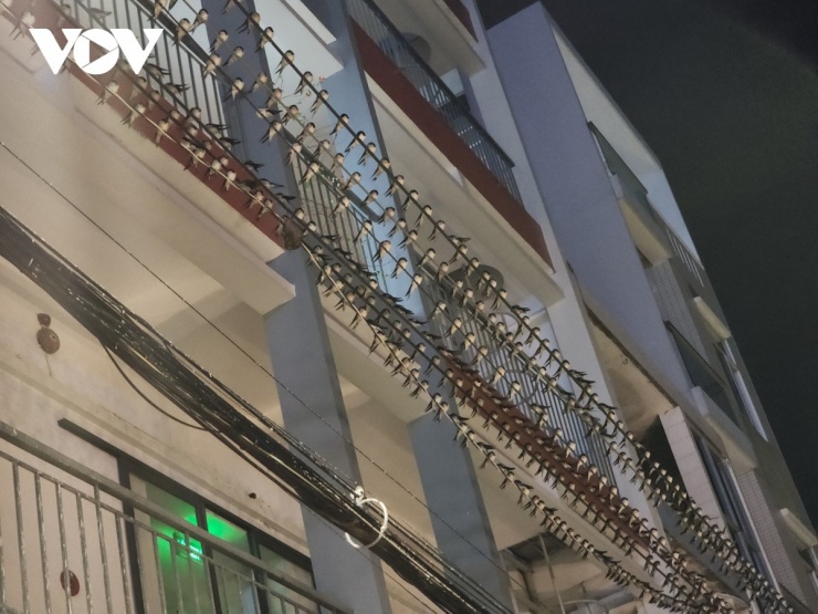 Ông Nguyễn Hồng Khánh, chủ quán cà phê Khánh M., tại phường Đạo Thạnh, tỉnh Đồng Tháp, cho rằng chim én về là hiện tượng độc đáo của mùa xuân, báo hiệu điều may mắn đến mọi nhà trong năm mới, bởi dân gian có câu: “Đất lành chim đậu”.