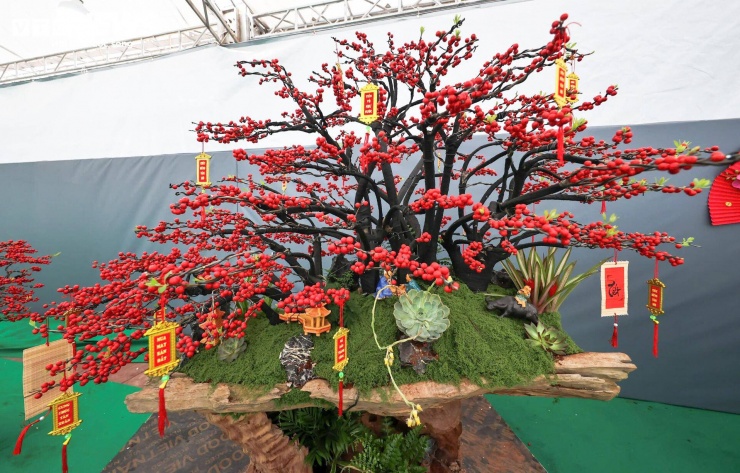 Theo giới thiệu của các cửa hàng, đào đông được nhập khẩu nguyên cây, chủ yếu từ Hà Lan và Trung Quốc, sau đó vận chuyển về Việt Nam để phục vụ thị trường Tết.