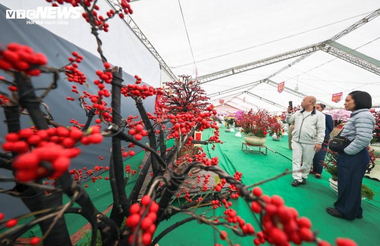 Do là hàng ngoại nhập, chi phí vận chuyển và bảo quản khá cao nên giá bán của đào đông đỏ bị ảnh hưởng trực tiếp.
