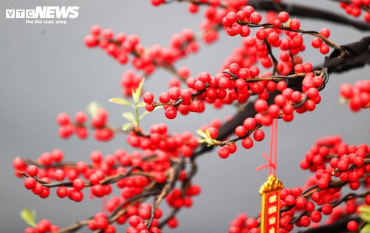 Điểm nổi bật của đào đông là sắc đỏ phủ kín cành, tạo màu rực rỡ. Theo quan niệm phong thủy, màu đỏ tượng trưng cho may mắn và tài lộc nên nhiều người chọn mua loại hoa này để trang trí dịp đầu năm.