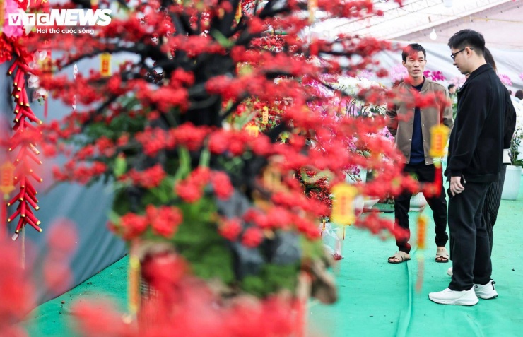 Sau khi nhập về, cây được thợ chăm sóc, cắt tỉa và tạo hình thành các mẫu riêng biệt. Một số chậu được gắn tiểu cảnh làng quê hoặc đặt trên thân gỗ lũa, tạo thành sản phẩm độc bản.