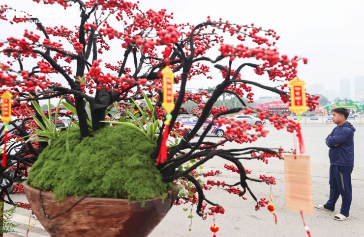 Theo quản lý cửa hàng, nếu chăm sóc đúng cách, đào đông có thể trưng bày trong khoảng 5-6 tháng.