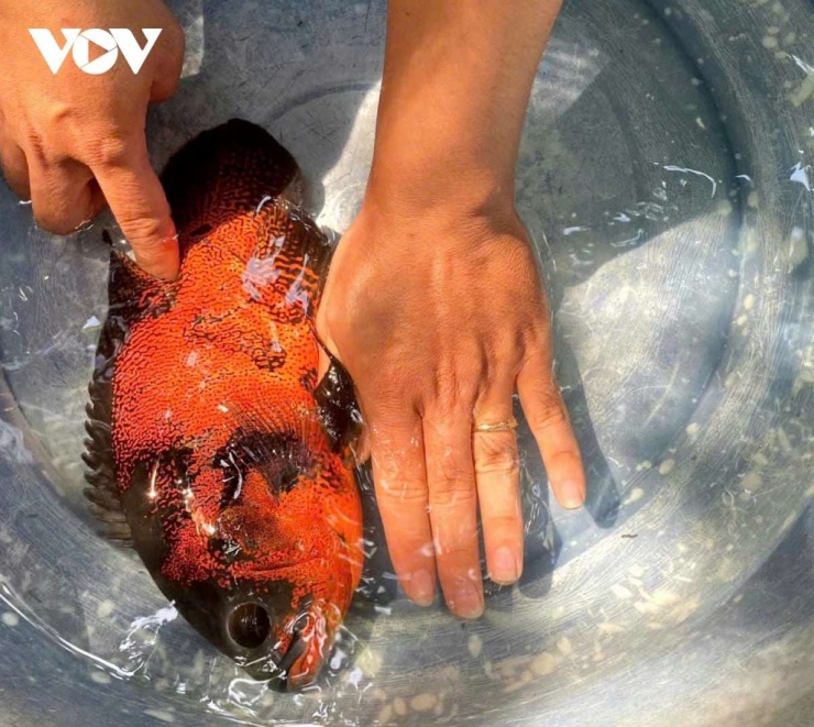 Cá tai tượng da beo đen đã lên màu sắc sặc sỡ tại một bể nuôi của anh Nguyễn Trí Thức, ấp Đông Mỹ, thị trấn Ngã Sáu, huyện Châu Thành, tỉnh Hậu Giang (trước thời điểm sáp nhập tỉnh Hậu Giang, Cần Thơ, tỉnh Sóc Trăng trước đây).