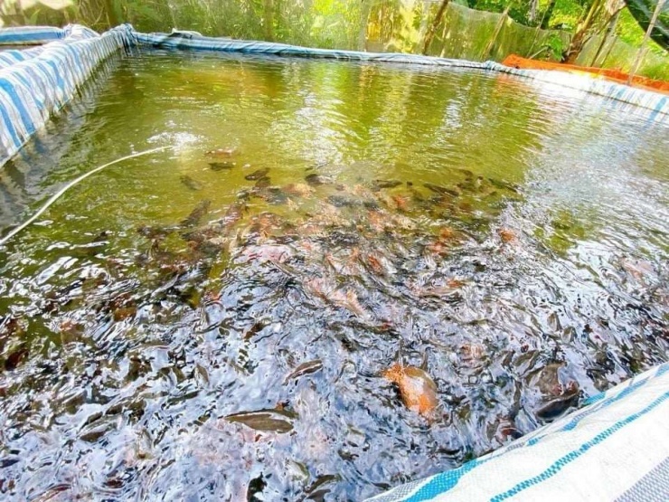 Hiện tại, trang trại nuôi cá tai tượng da beo bán làm cá cảnh đắt tiền của anh Thức, ấp Đông Mỹ, thị trấn Ngã Sáu, huyện Châu Thành, tỉnh Hậu Giang (trước thời điểm sáp nhập tỉnh Hậu Giang, Cần Thơ, tỉnh Sóc Trăng trước đây) đã mở rộng hơn 1.000m2, với hơn 70 bể nuôi.