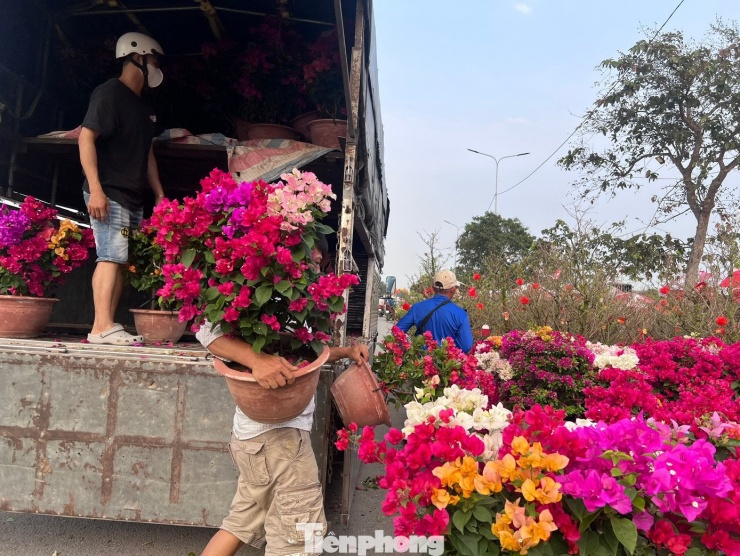 Hoa Tết được tiểu thương từ các tỉnh vận chuyển về TPHCM và liên tục xuống chợ
