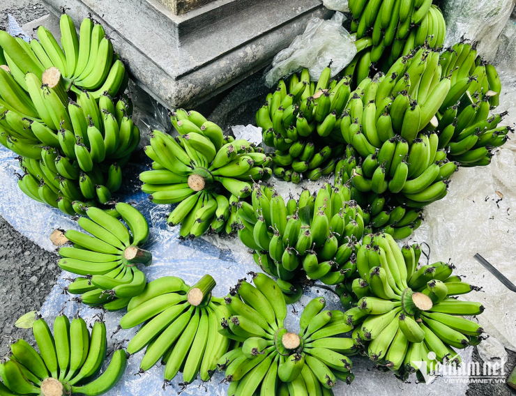 Giá chuối xanh chợ Tết tăng dựng đứng. Ảnh: TA