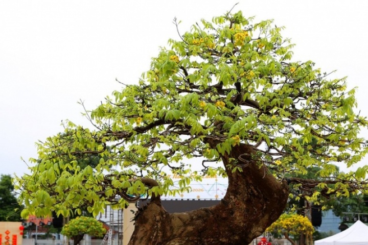 Chiêm ngưỡng chợ mai vàng Yên Tử với những siêu phẩm cây tiền tỷ